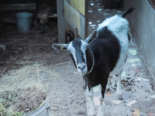 Black gray hornless goat stands in a rural yard - Φωτογραφία, εικόνα