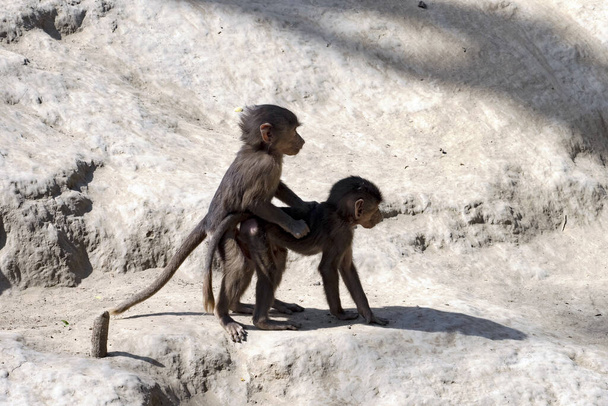 The young Hamadryas Baboon, Papio hamadryas, practice mating. - Zdjęcie, obraz