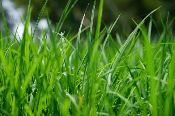 Рослини зеленого рису в полі
 - Фото, зображення