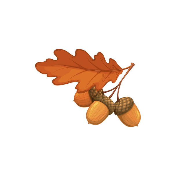 Meşe yapraklı meşe palamudu, sonbahar ve sonbahar vektör izole ikonu. Meşe yaprağı, meşe palamutlu sarı yaprak, Şükran Günü ve sonbahar sezonu doğası. - Vektör, Görsel