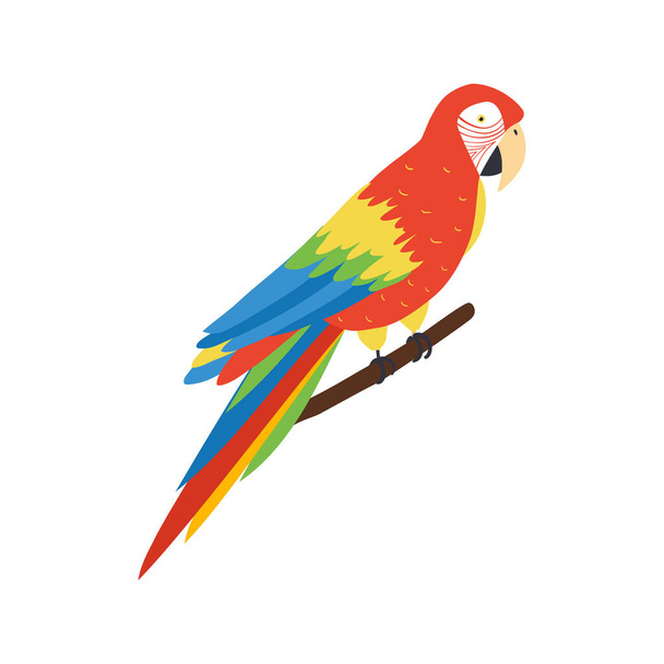 Isometrinen Macaw-kuva - Vektori, kuva