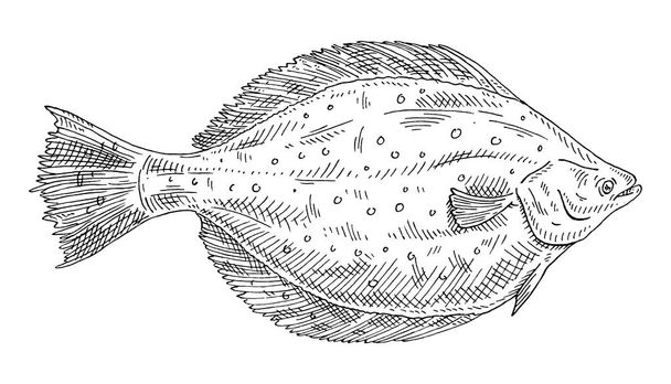 Whole fresh fish flounder on white. Vintage engraving monochrome black illustration. - Wektor, obraz