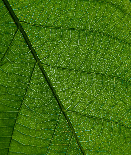 foto de cerca de las venas de hojas de plantas - Foto, Imagen