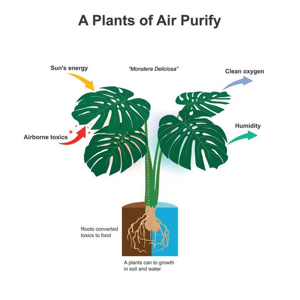 A Plants of Air Purify. Illustration showing amazing of plants it can a roots converted toxics to food nutrients for growth - Vecteur, image