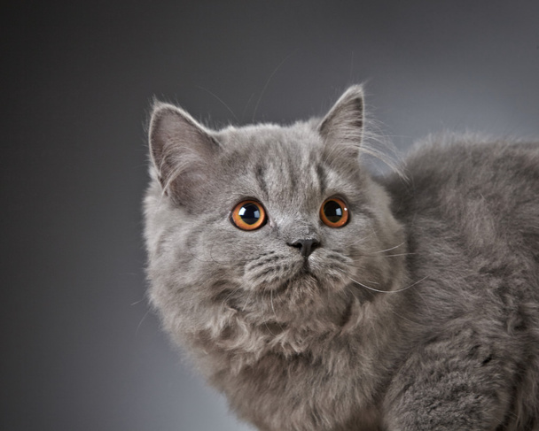 Portrait of british longhair kitten - Photo, Image