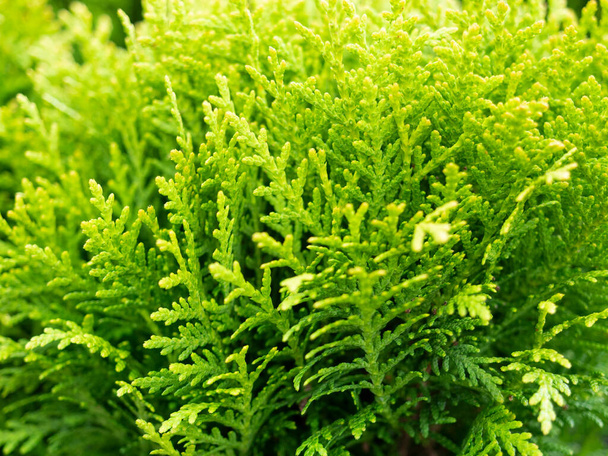 Close-up van de groene takken van thuja. Selectieve focus. Plant voor sierdoeleinden - Foto, afbeelding