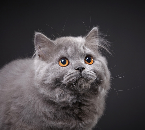 grijze Britse langharig kitten - Foto, afbeelding