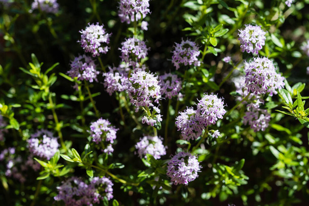 savory satureja hortensis delicious kitchen herbs - Photo, Image