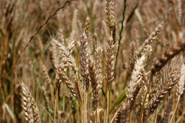 Os campos de trigo no final do verão estão totalmente maduros - Foto, Imagem