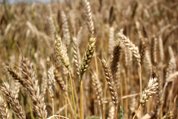 Os campos de trigo no final do verão estão totalmente maduros - Foto, Imagem