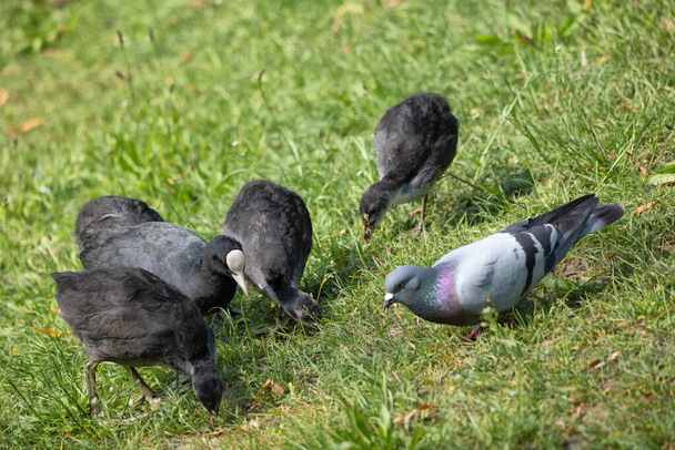 Eurasian coot (Fulica atra), adult and juvenile baby birds feed in the grass, joined by a pigeon - Фото, изображение