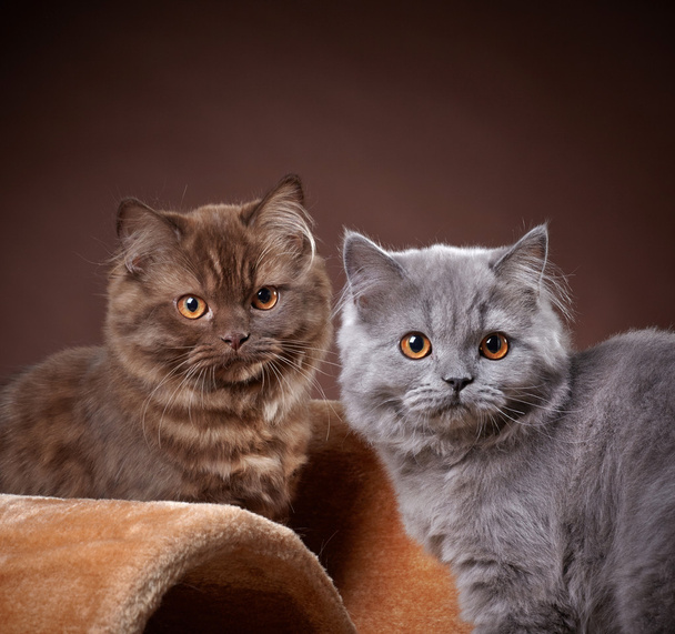 βρετανική Μακρυμάλλεις γατάκια - Φωτογραφία, εικόνα