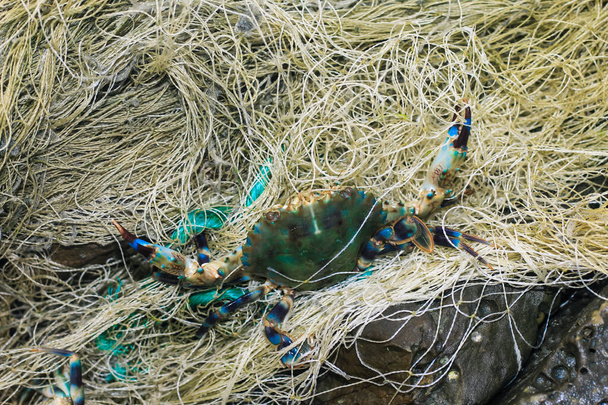 Nelegální rybaření, Blue Swimmer Crab, Horse Crab Rybaření v síti. Krabi chyceni v průvodu, který chytili rybáři. A krab je chycen sítí. - Fotografie, Obrázek