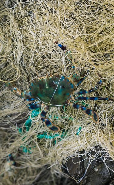 Illegal Fishing, Blue Swimmer Crab, Horse Crab Fishing in the net. Crabs caught in a parade that fishermen caught. A crab is caught by the net. - Photo, Image