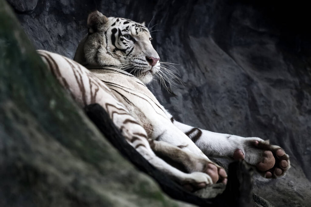 Закрытый белый тигр красив дикой природой на скале - Фото, изображение