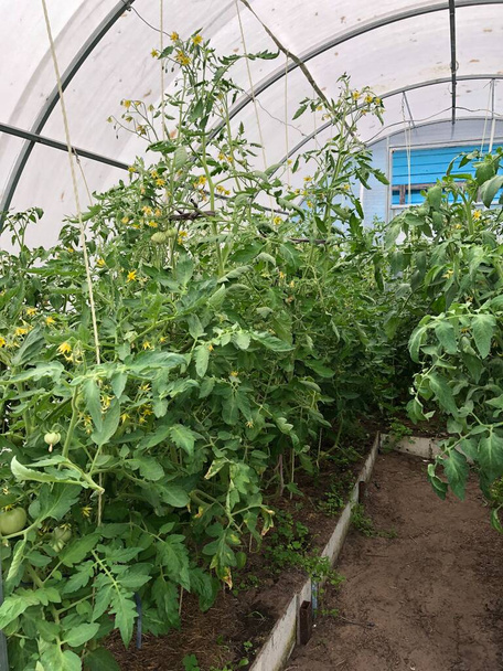 Οι θάμνοι ντομάτας φυτρώνουν σε θερμοκήπιο. Καλλιέργεια τομάτας. - Φωτογραφία, εικόνα