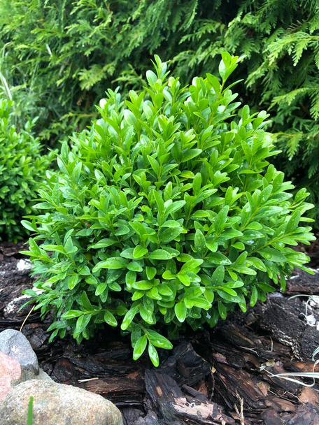 Gramado com plantas. Boxwood, uma planta caduca sempre verde. Boxwood é um arbusto ornamental. - Foto, Imagem