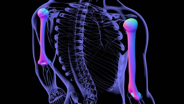 Human skeleton anatomy Humerus Bone 3D Rendering For Medical Concept - Photo, Image