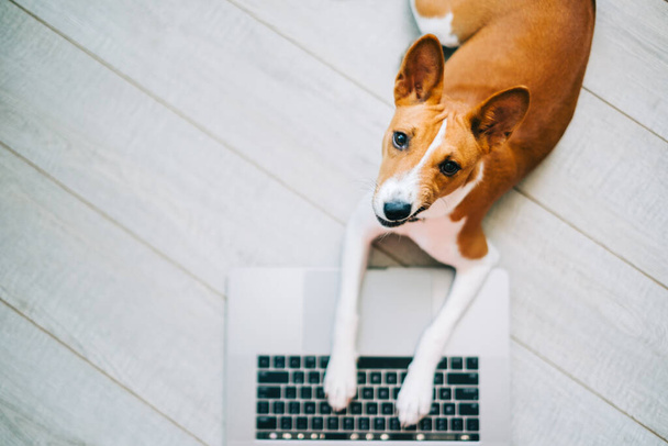 Red white basenji dog lying on a floor with laptop computer. - Zdjęcie, obraz