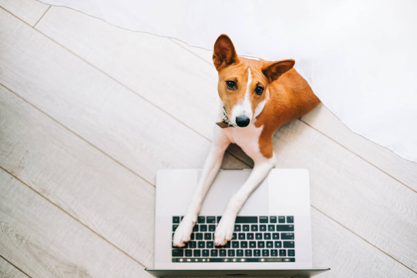 Red white basenji dog lying on a floor with laptop computer. - 写真・画像