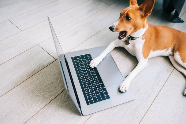 Shocked funny Basenji dog with open mouth looking on laptop computer display. - 写真・画像