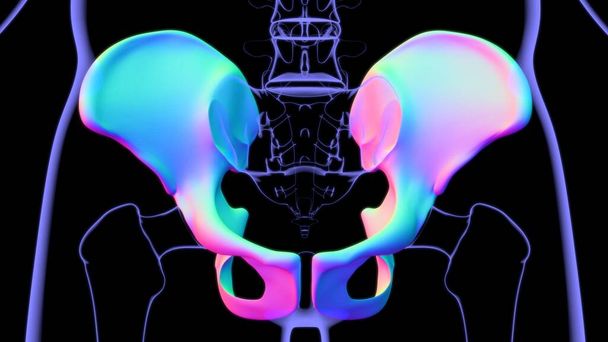 Anatomía de la cadera o del hueso pélvico del esqueleto humano para la ilustración médica 3D del concepto - Foto, imagen