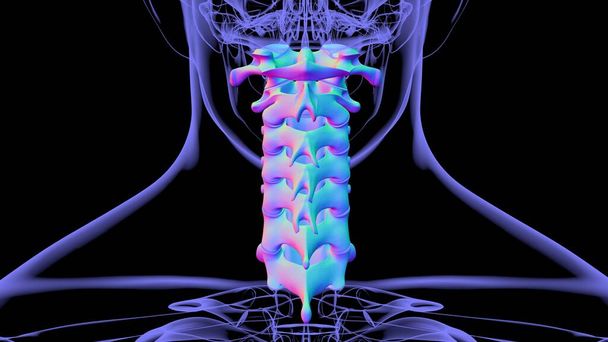 Columna vertebral esqueleto humano Vértebras cervicales Anatomía Ilustración 3D - Foto, Imagen
