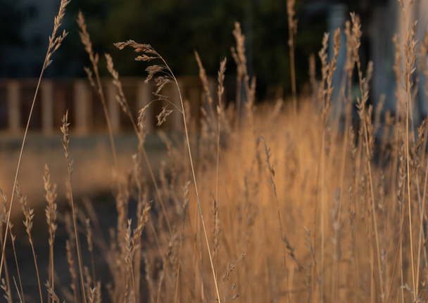 Arrhenatherum lub trawa owsa w promieniach zachodzącego słońca - Zdjęcie, obraz