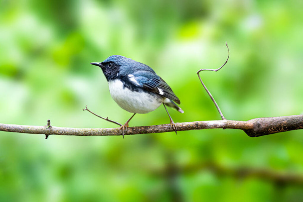 Black throated Blue Warbler - Photo, Image