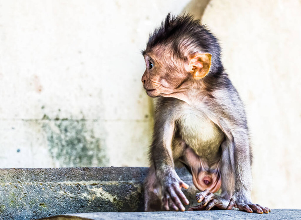 Baby Balijczyk długi ogon małpa - Zdjęcie, obraz