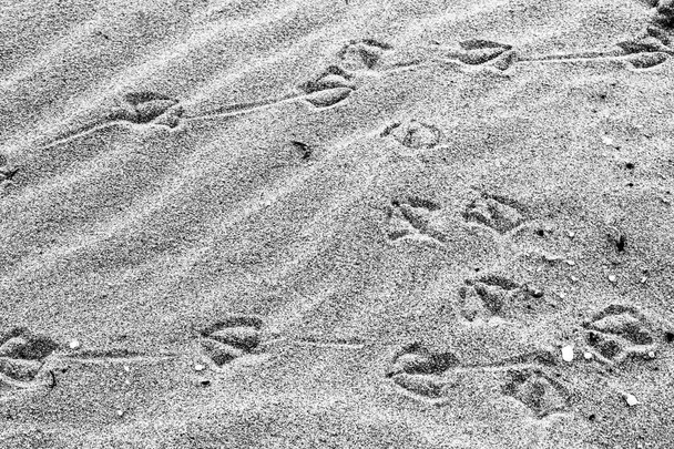 Сліди чайки на піску на пляжі в Іспанії. - Фото, зображення
