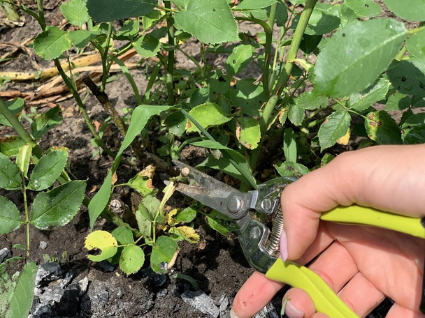 Pruning roses in the summer in the garden with special garden shears - Photo, Image