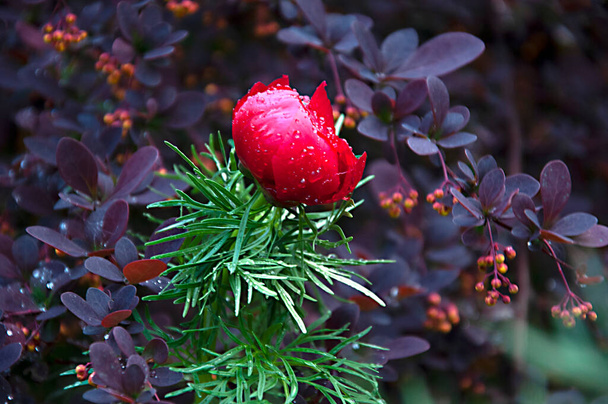 Thin-leaved peony on a background of barberry - Photo, Image