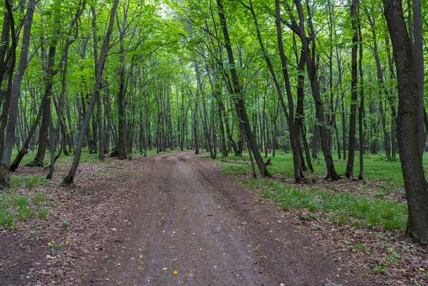 Forest Road. Samarskaya Luka. Russia. - Fotografie, Obrázek