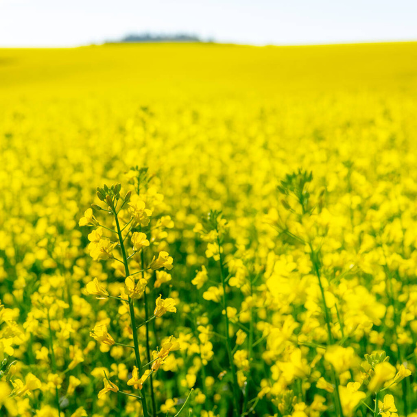 Campo amarillo brillante de Canola en plena floración - Foto, imagen