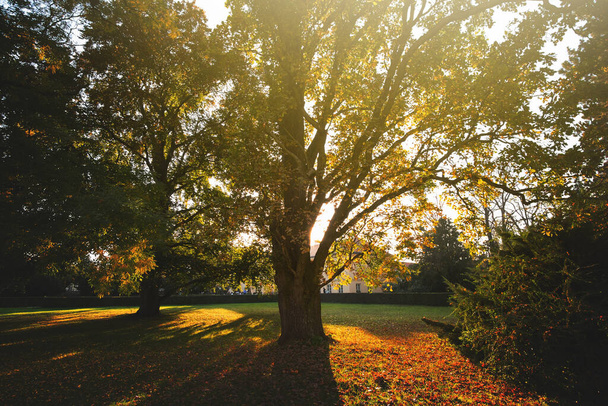 Sonbahar parkında yeşil ve sarı ağaçlar. - Fotoğraf, Görsel