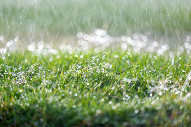 夏に緑の芝生に降る雨滴の閉鎖. - 写真・画像
