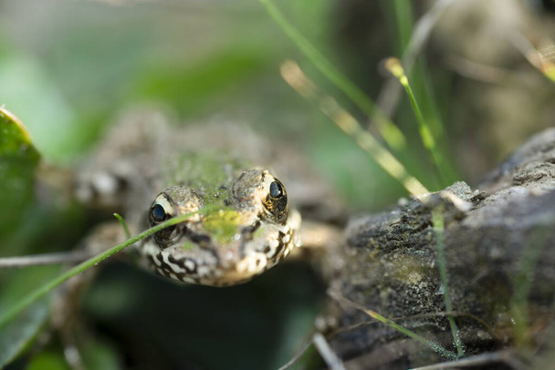 ευρωπαϊκή πράσινη λίμνη βάτραχος ποζάρει για την κάμερα με φακό macro - Φωτογραφία, εικόνα