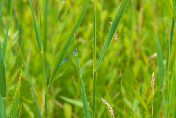 Kleine blaue Libelle sitzt auf einem grünen Stiel. - Foto, Bild