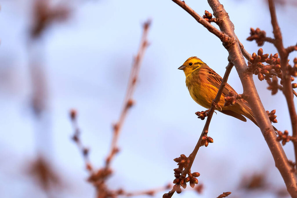 イエローワマー(Emberiza citrinella)枝に座っている美しい黄色の鳥 - 写真・画像