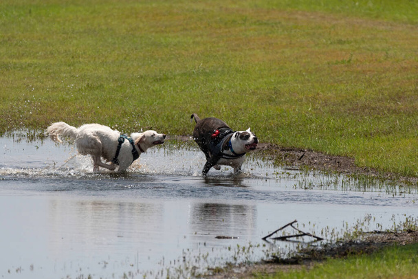 Dois cães salpicando como eles jogam e perseguem uns aos outros em uma poça perto de uma margem do lago depois de uma chuva de verão. - Foto, Imagem