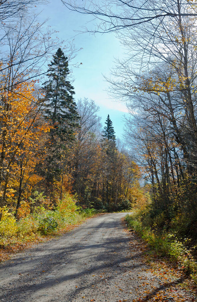 Cadute alberi colorati nel parco. Ontario, Canada - Foto, immagini