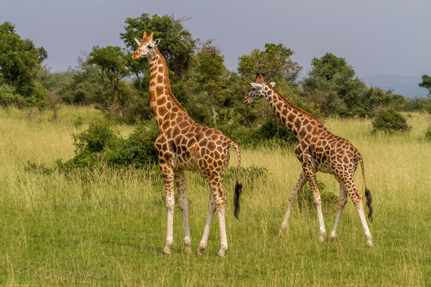 Rotschild van giraffen - Foto, afbeelding