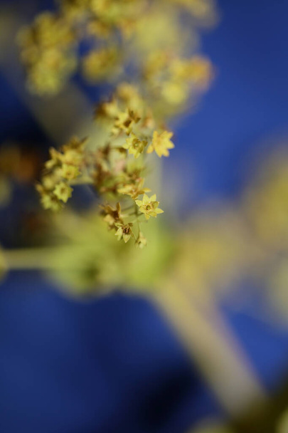 Fleur jaune sauvage fleur fermer le fond impression grande taille de haute qualité - Photo, image