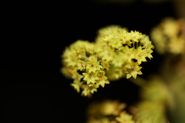 Wild yellow flower blossom close up background high quality big size print - Photo, Image