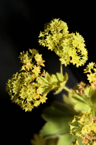 Άγριο κίτρινο άνθος λουλουδιών close up φόντο υψηλής ποιότητας μεγάλο μέγεθος εκτύπωσης - Φωτογραφία, εικόνα