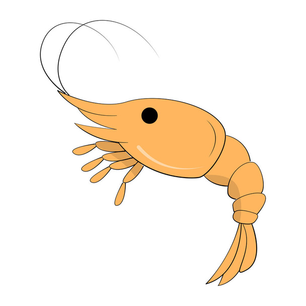 Realistic fresh shrimp on white background - Vector illustration - Vector, Image