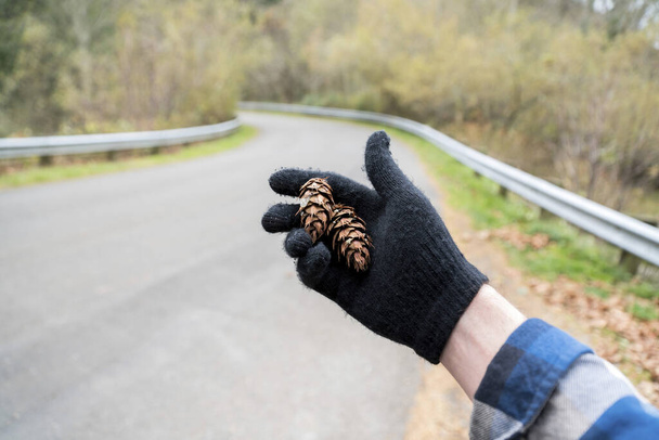 Hand with black gloves holding a two fir cones beside the road in Tacoma, Washington - Photo, Image