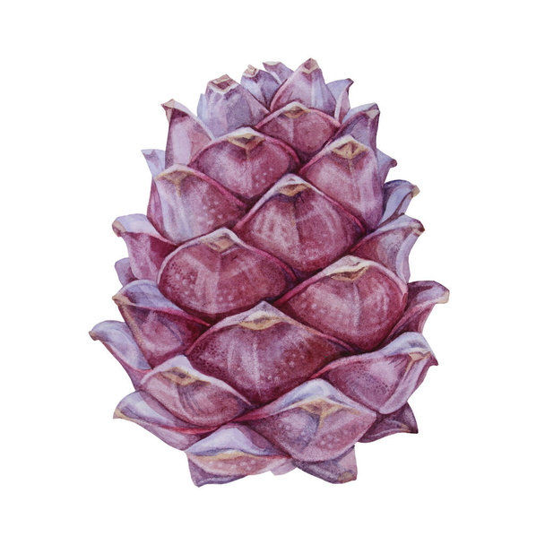 Watercolor hand-drawn realistic cedar pine cone isolated on white background. Healthy vegan food. Botanical illustration. Art creative nature object for sticker, card, textile, wrapping - Photo, Image