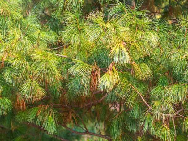 Cedar branches with long fluffy needles with a beautiful blurry background. Pinus sibirica, or Siberian pine. Pine branch with long and thin needles. The pine tree looks soft and fluffy. - Foto, Bild